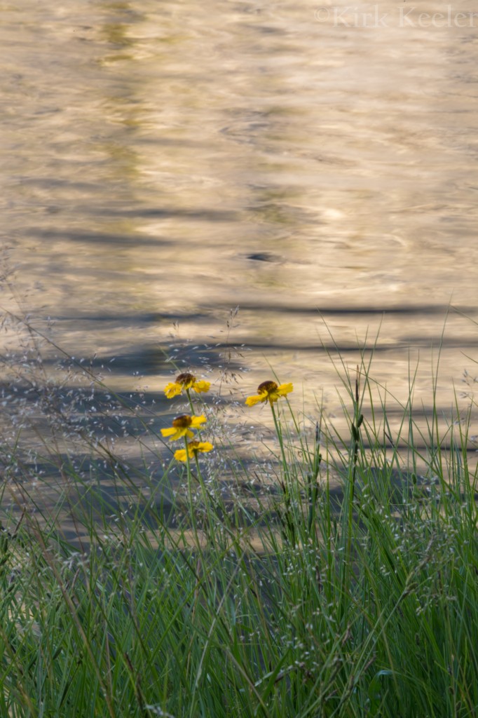 Wildflowers on Water, Merced Lake