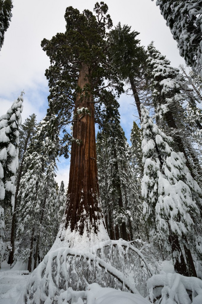 The Bull-Buck sequoia tree in winter 2012