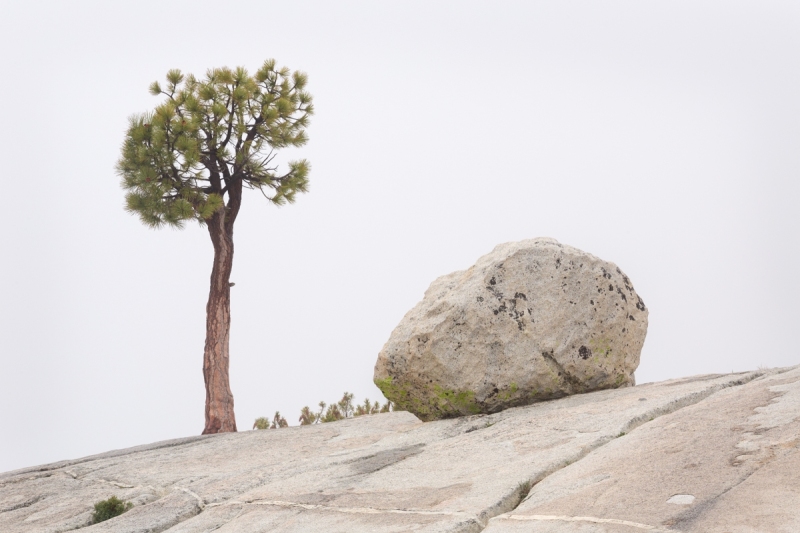 Jeffrey Pine & Erratic, Olmsted Point (Edition 1/70)