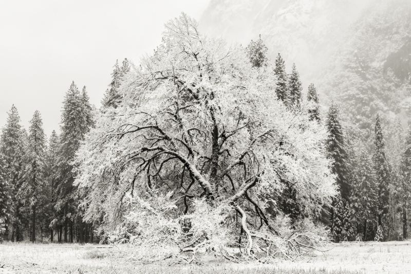 Snow on Elm Tree, Cooks Meadow (Edition 2/5)