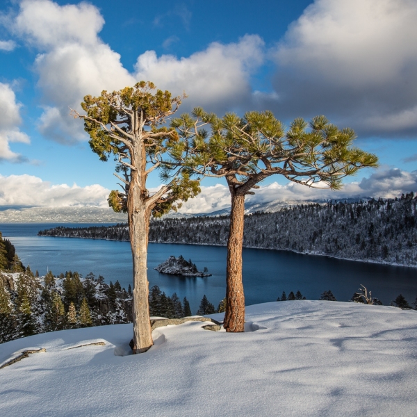 Alpine Trees in Snow, Emerald Bay, Lake Tahoe