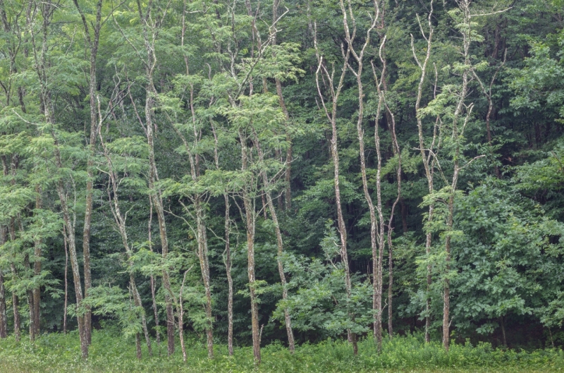 Deciduous Snags and Forest, West Dummerston, Vermont