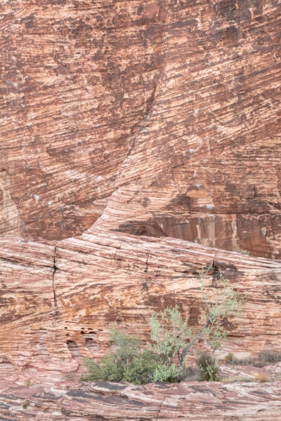 Sandstone Wall and Desert Brush, Calico Hills, Red Rock Canyon, Nevada