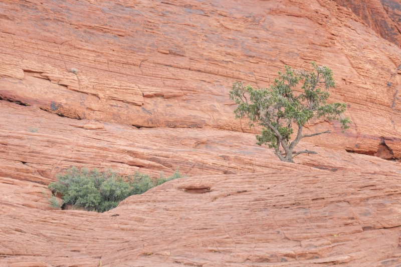 Flora on Cliffs, Red Rock Canyon, Nevada