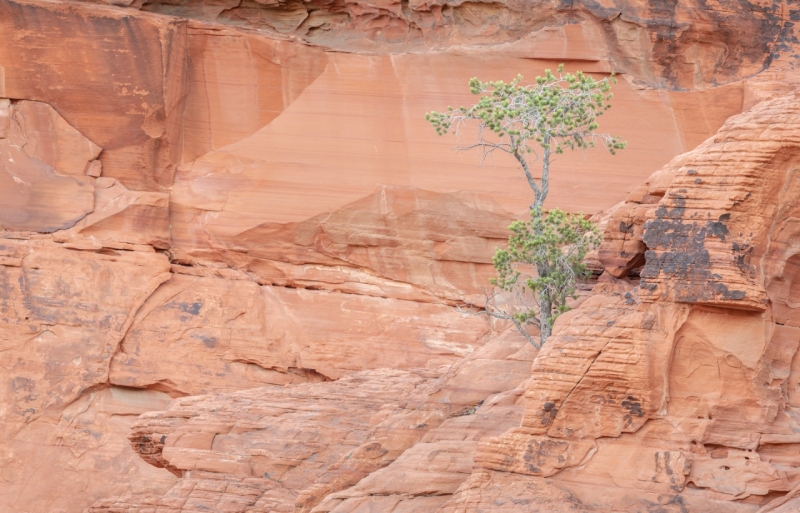 Desert Pine, Red Rock Canyon, Nevada