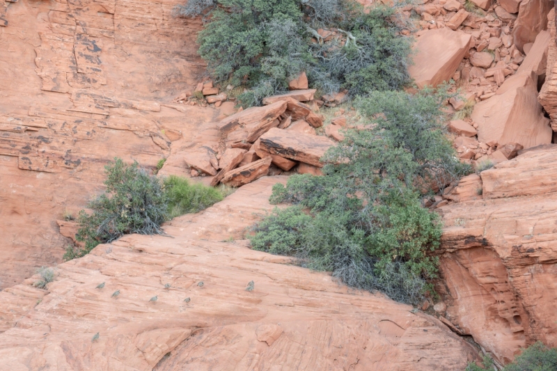 Desert Quail, Red Rock Canyon, Nevada