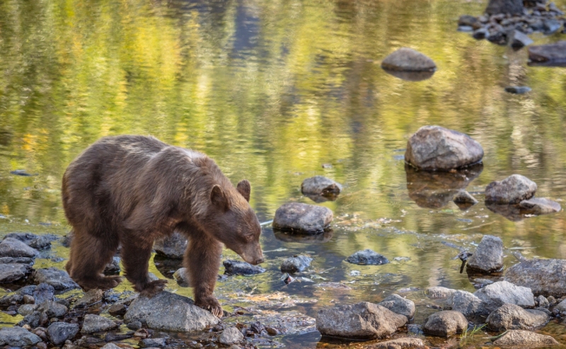 California Black Bear, Merced River, Yosemite National Park
