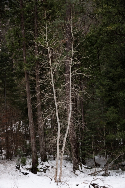 Cottonwood in Winter, Yosemite National Park