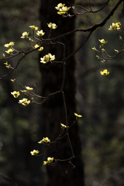 Backlit Dogwood Blossoms, Yosemite Valley