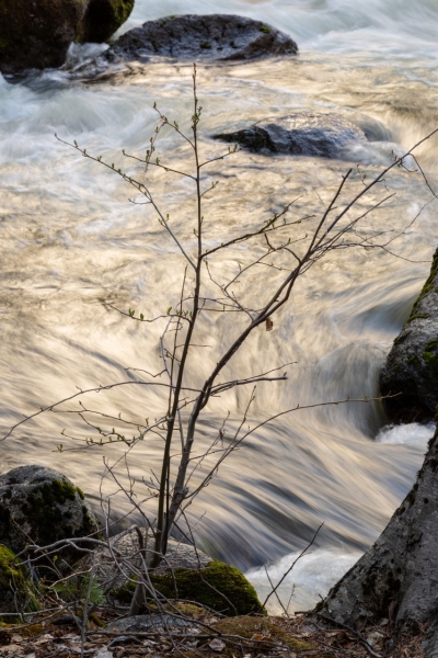 Morning Light on Water, Happy Isles, Yosemite